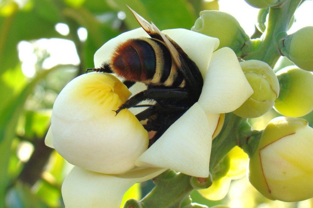 Abelha-1024x683 Brasil conclui testes de soro inédito para picadas múltiplas de abelha