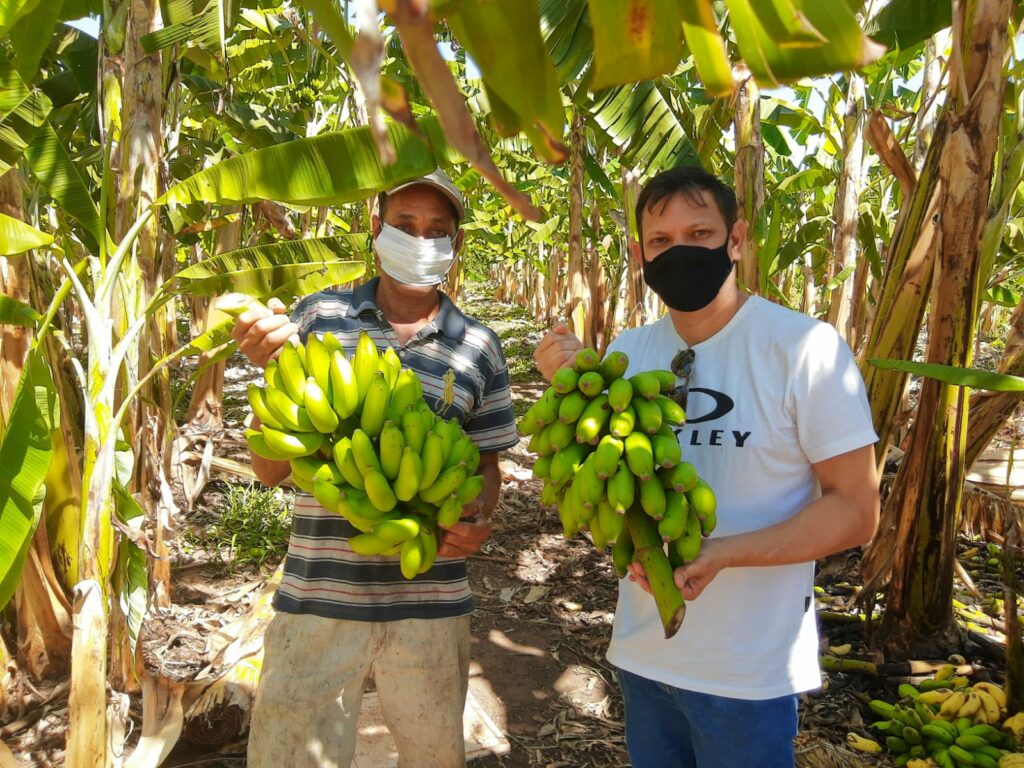 Projeto-Manuel-Alves-banana-1024x768 Produtores de banana da região sudeste do Tocantins investem em tecnologia para aumentar produtividade em menor área de cultivo