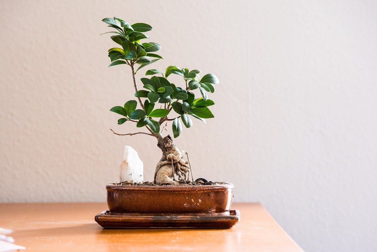 As técnica do Bonsai: Como são feitas as árvores em miniaturas - pixabay