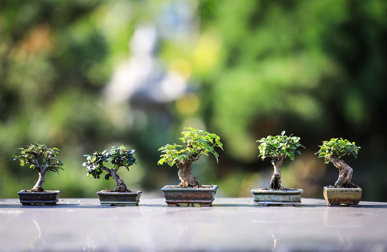 As técnica do Bonsai: Como são feitas as árvores em miniaturas - pixabay