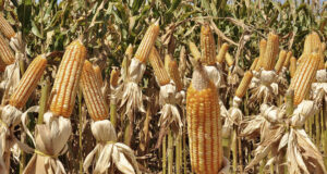 Produção de milho é destaque no Tocantins com aumento da produção