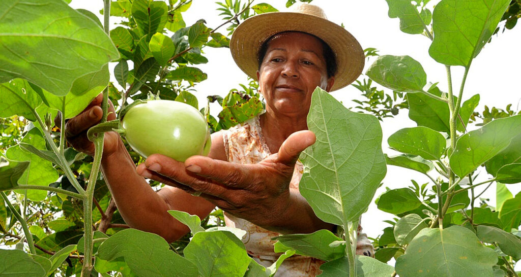Tocantins-33-anos-F6-agricultura-familia-cultivo-de-Jilo-Foto-Juliano-Ribeiro-1024x546 Tocantins 33 anos: Setor produtivo alavanca desenvolvimento econômico do Estado