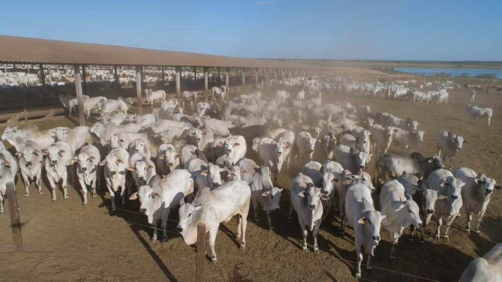 IMG-20220730-WA0036-1024x575 Goiás utiliza poder de veto novamente e impede o Tocantins de baixar ICMS sobre gado